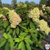 Hydrangea paniculata 'Little Fresco' - Aedhortensia 'Little Fresco' C5/5L
